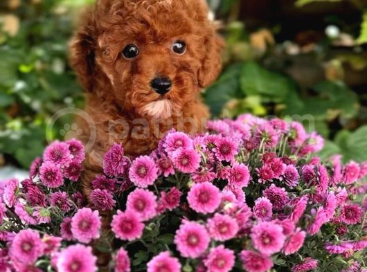 En Oyuncu Toy Poodle Yavruları