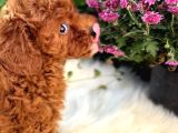 En Oyuncu Toy Poodle Yavruları