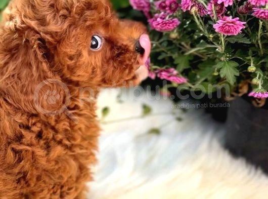 En Oyuncu Toy Poodle Yavruları görsel