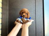 Show Kalite Red Brown Toy Poodle Yavruları