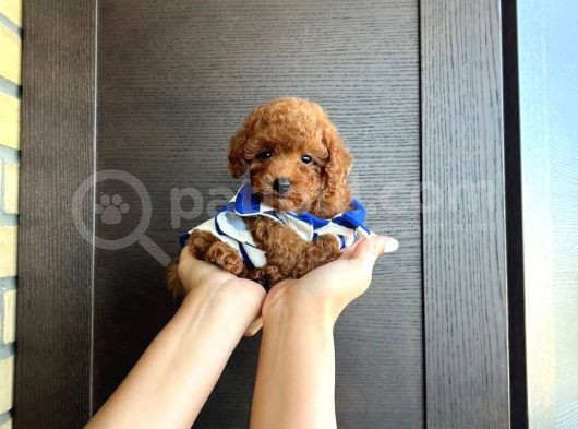 Show Kalite Red Brown Toy Poodle Yavruları görsel