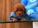 Show Kalite Red Brown Toy Poodle Yavruları