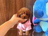Show Kalite Red Brown Toy Poodle Yavruları