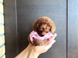 Show Kalite Red Brown Toy Poodle Yavruları