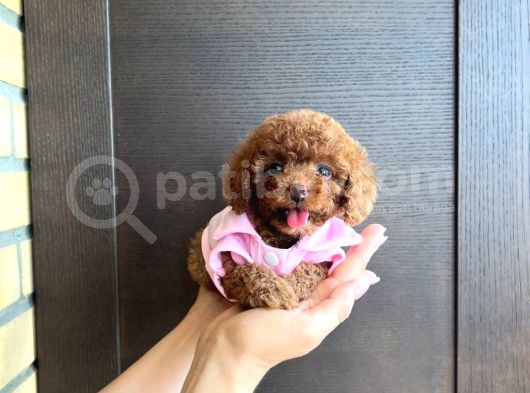Show Kalite Red Brown Toy Poodle Yavruları görsel
