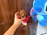 Show Kalite Red Brown Toy Poodle Yavruları