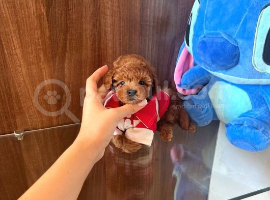 Show Kalite Red Brown Toy Poodle Yavruları görsel