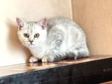 British short hair Yavrular