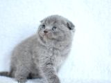 Topaç gibi Yusyuvarlak Gri Scottish fold