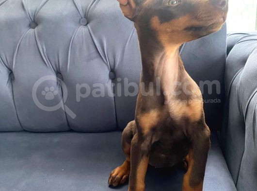 Kızıl Doberman Yavrularımız Sizlerle görsel