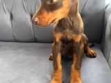 Kızıl Doberman Yavrularımız Sizlerle