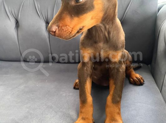Kızıl Doberman Yavrularımız Sizlerle görsel