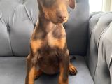 Kızıl Doberman Yavrularımız Sizlerle
