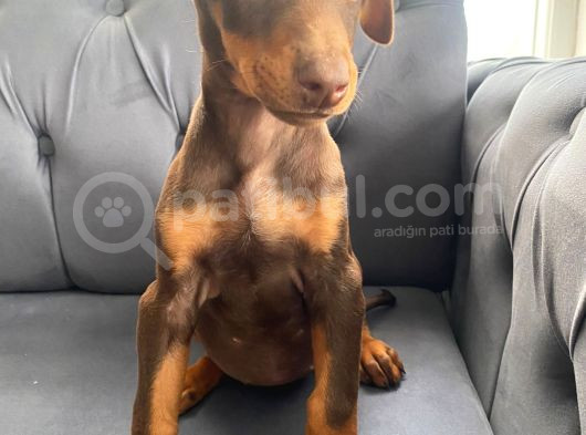 Kızıl Doberman Yavrularımız Sizlerle görsel