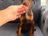 Kızıl Doberman Yavrularımız Sizlerle