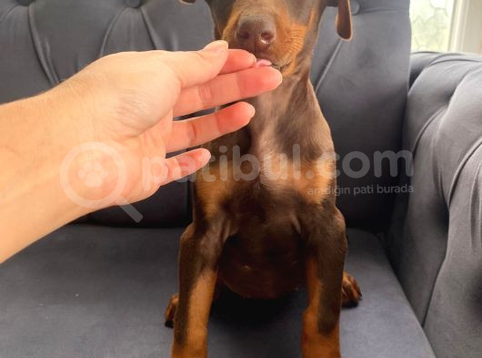 Kızıl Doberman Yavrularımız Sizlerle