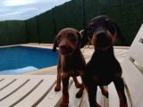 Kızıl ve Klasik Doberman Irkı Yavrular
