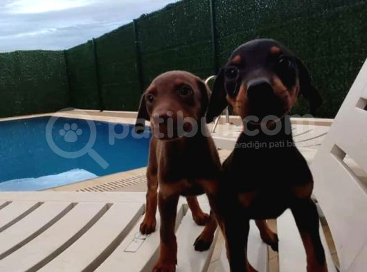 Kızıl Ve Klasik Doberman Irkı Yavrular