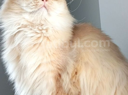 British Longhair Çikolata Golden By11