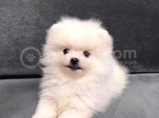 Orjinal Ukranie White Pomeranian Boo