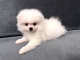 Orjinal Ukranie White Pomeranian Boo