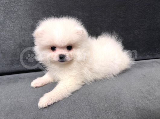 Orjinal Ukranie White Pomeranian Boo görsel