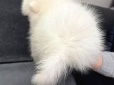Orjinal Ukranie White Pomeranian Boo