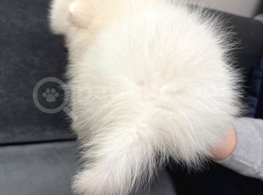 Orjinal Ukranie White Pomeranian Boo görsel