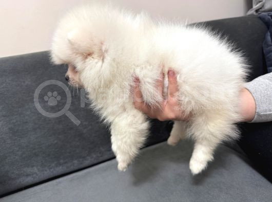 Orjinal Ukranie White Pomeranian Boo görsel