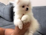 Orjinal Ukranie White Pomeranian Boo