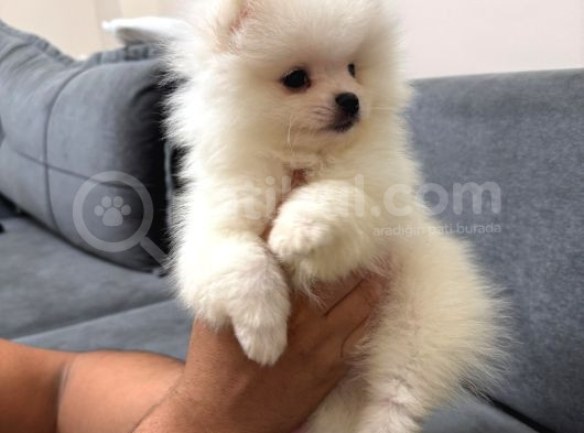 Orjinal Ukranie White Pomeranian Boo görsel