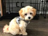 Maltipo cinsi yavrular kahve tonlu mini boy puppy 