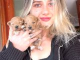 Toy Poodle Yavrular