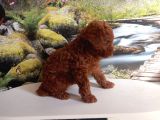 Çok Tatlı Gerçek Teacup Poodle