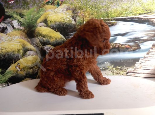 Çok Tatlı Gerçek Teacup Poodle görsel