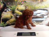 Çok Tatlı Gerçek Teacup Poodle