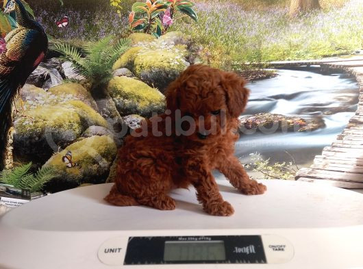 Çok Tatlı Gerçek Teacup Poodle görsel