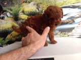 Çok Tatlı Gerçek Teacup poodle