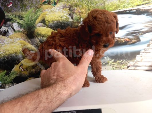Çok Tatlı Gerçek Teacup Poodle