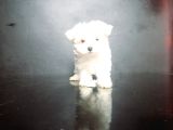 Maltese Bebekler