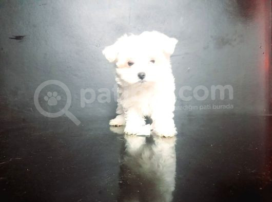 Maltese Bebekler görsel