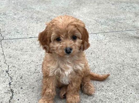 Maltipo Cinsi Yavrular Kahve Tonlu Mini Boy Puppy  görsel