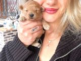 Toy Poodle Yavrular