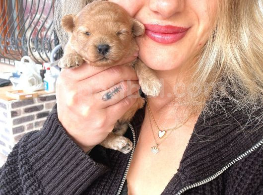 Toy Poodle Yavrular görsel