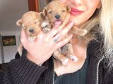 Toy Poodle Yavrular