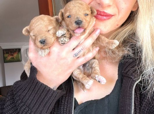 Toy Poodle Yavrular