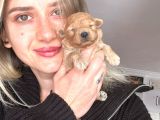 Toy Poodle Yavrular