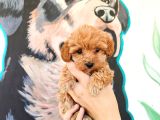 Latte tadında tea cup maltipoo bebeklerimiz