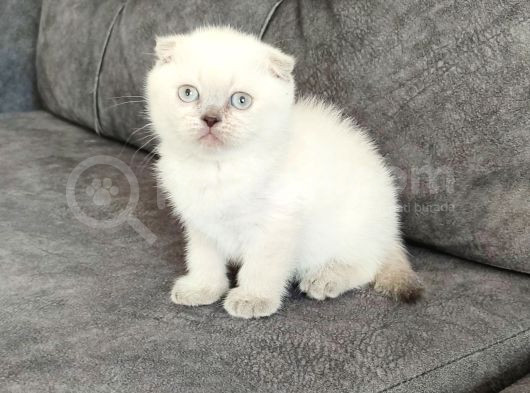 Mükemmel Bi̇r Tesli̇me Hazir Pitircik görsel