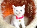 British Shorthair Kar Beyazı Bebekler